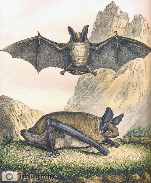 Bats by George-Louis Buffon - Click Image to Close