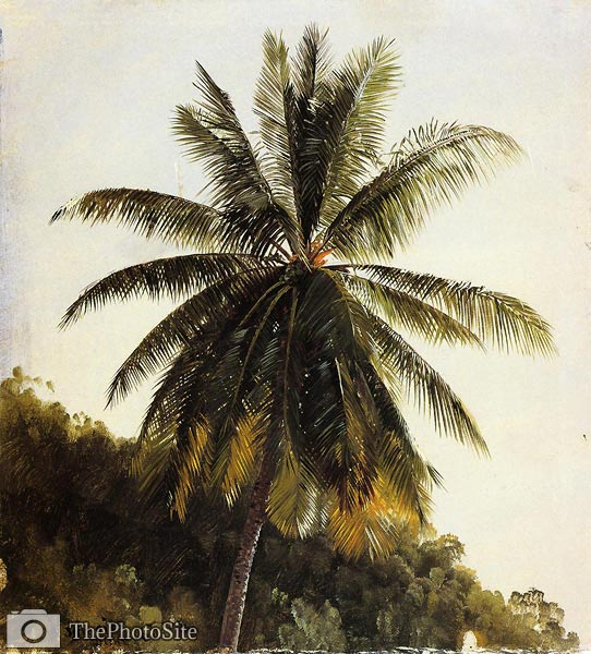 Palm Trees, West Indies Frederic Edwin Church - Click Image to Close