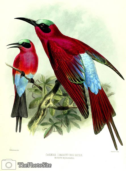 Merops nubicoides Henry Eeles Dresser - Click Image to Close
