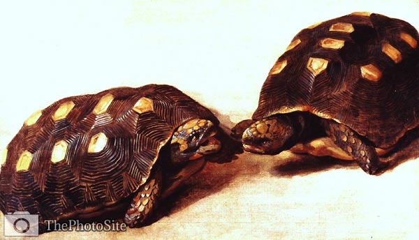 Study of two Brazilian Savaana turtles by Albert Eckhout - Click Image to Close