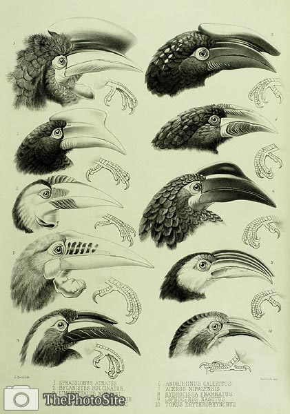 Hornbills Daniel Giraud Elliot - Click Image to Close