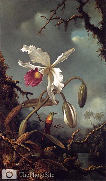 White Brazilian Orchid Martin Johnson Heade - Click Image to Close