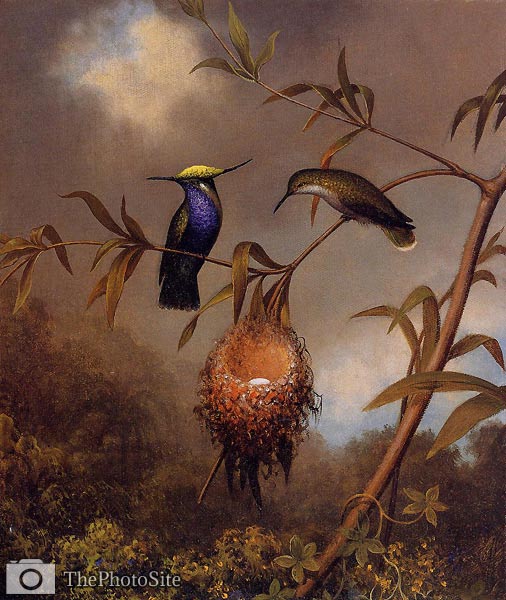 Black-Breasted Plovercrest Martin Heade - Click Image to Close