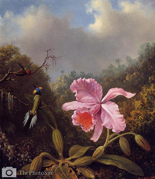 Fighting Hummingbirds with Pink Orchid Martin Johnson Heade - Click Image to Close