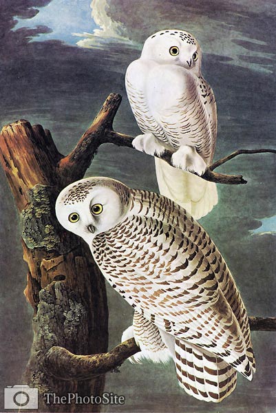 Snowy Owl John James Audubon - Click Image to Close