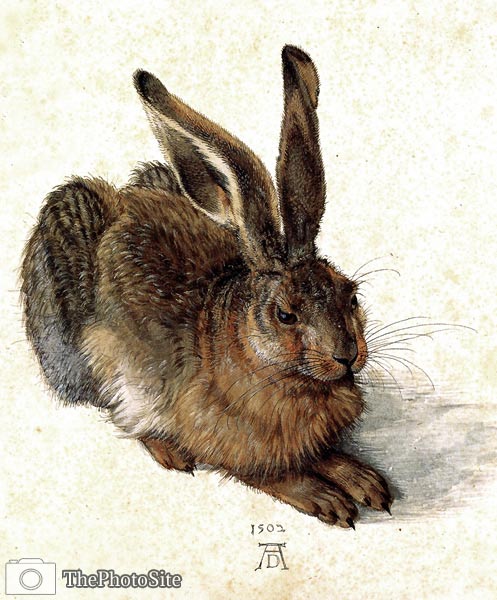 Rabbit Albrecht Durer - Click Image to Close