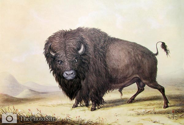Buffalo Bull Grazing George Catlin - Click Image to Close