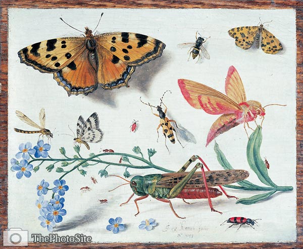 Insects Jan van Kessel, junior - Click Image to Close