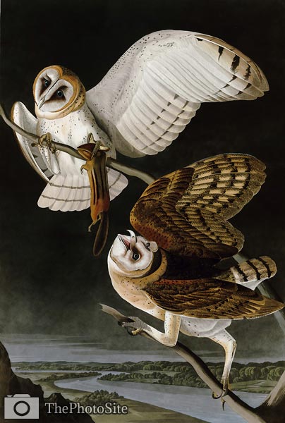 Barn Owl John James Audubon - Click Image to Close