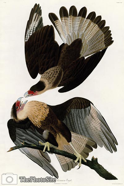 Brasilian Caracara Eagle John James Audubon - Click Image to Close