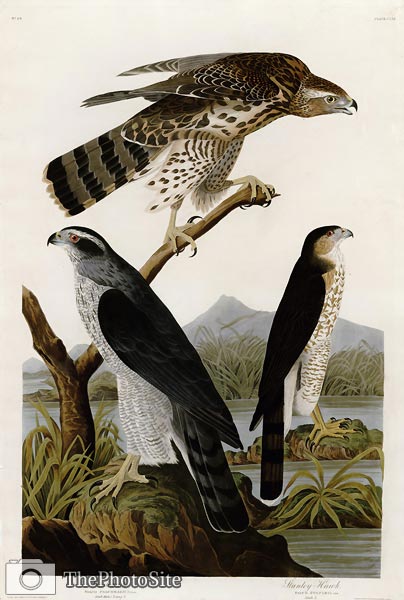 Goshawk John James Audubon - Click Image to Close