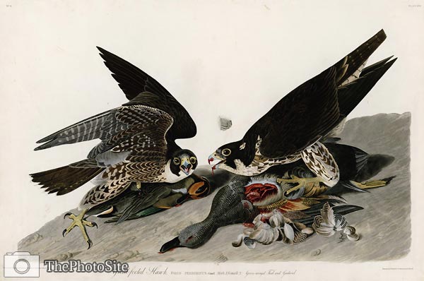 Great-footed Hawk John James Audubon - Click Image to Close