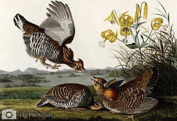 Pinnated Grouse John James Audubon - Click Image to Close