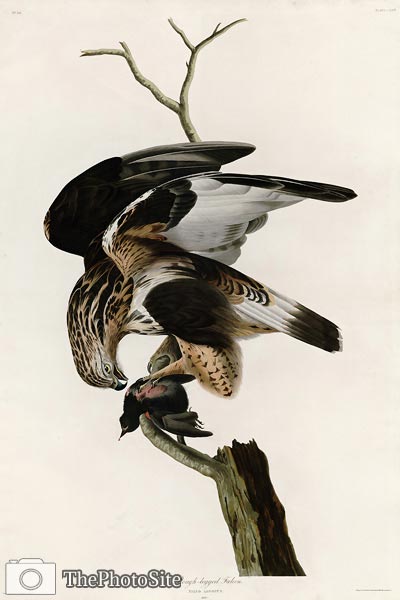 Rough-legged Falcon John James Audubon - Click Image to Close
