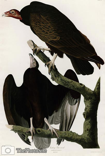 Turkey Buzzard John James Audubon - Click Image to Close