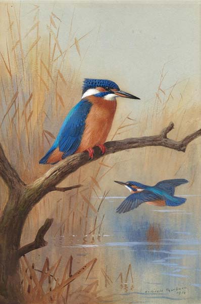 A Pair Of Kingfishers by Archibald Thornburn - Click Image to Close