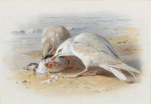 A Corncrake and chick, Archibald Thornburn - Click Image to Close
