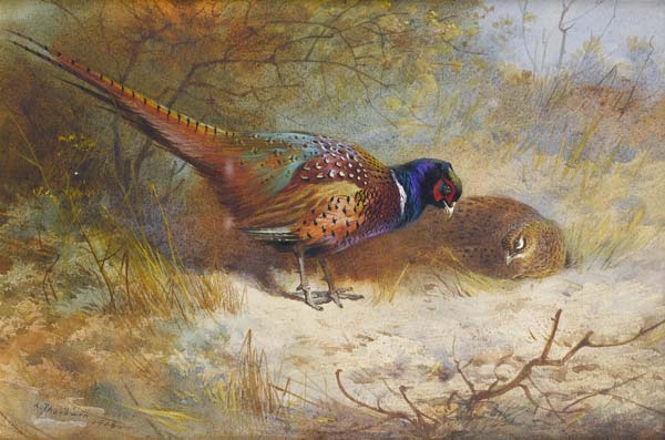 Pheasants 1918 by Archibald Thornburn - Click Image to Close