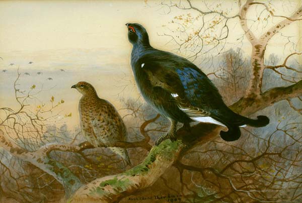 A Blackcock and Grey Hen perched by Archibald Thornburn - Click Image to Close