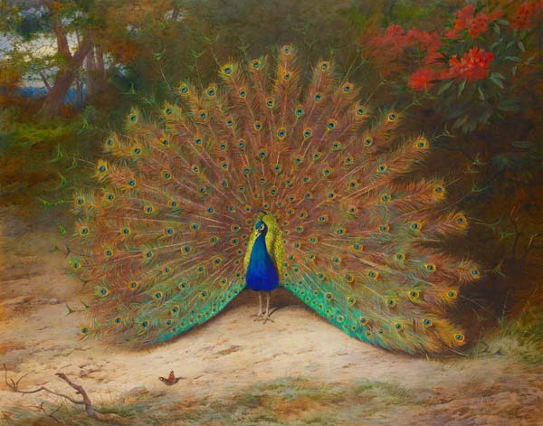Peacock and Peacock Butterfly, Archibald Thornburn - Click Image to Close