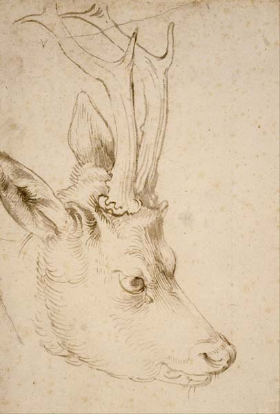 Head of a Roebuck - Click Image to Close