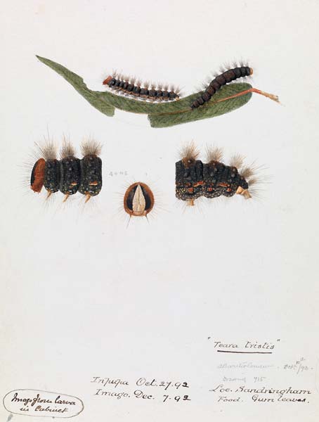 Caterpillar, Epicoma contristis, Teara tristis - Click Image to Close