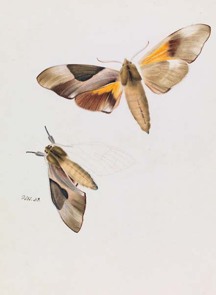 Double Headed Hawk Moth, Coequosa triangularis - Click Image to Close