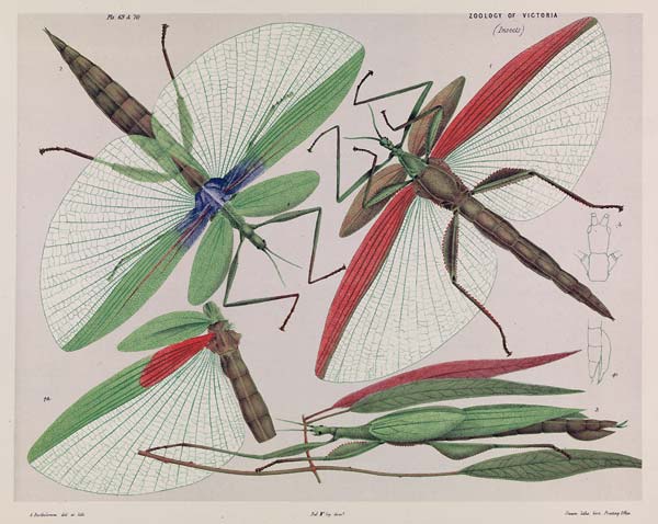 Red shouldered stick insect, Tropidoderus rhodomus - Click Image to Close
