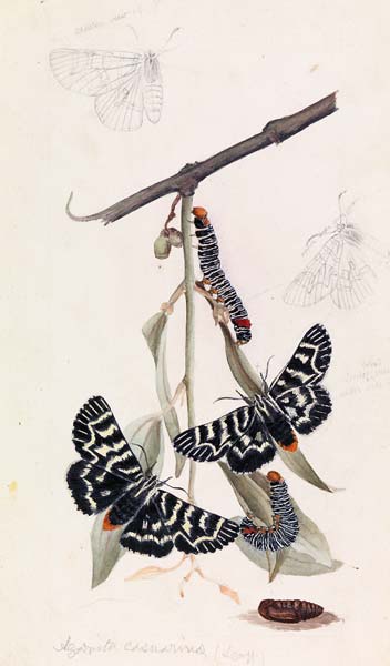 Vine moth, Comocrus behri - Click Image to Close