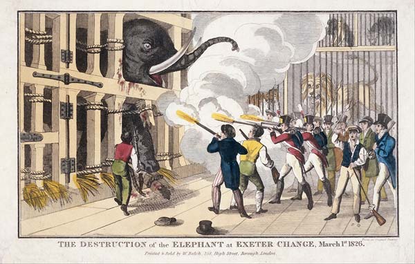 The Destruction of the Elephant destroyed at Exeter 'Change' - Click Image to Close