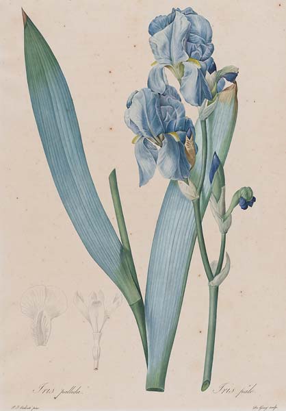 Dalmatian Iris (Iris pallida) - Click Image to Close