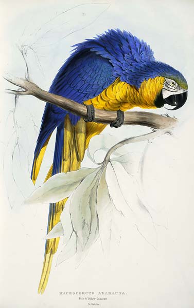 Ara ararauna Macrocercus ararauna Blue & yellow Maccaw - Click Image to Close