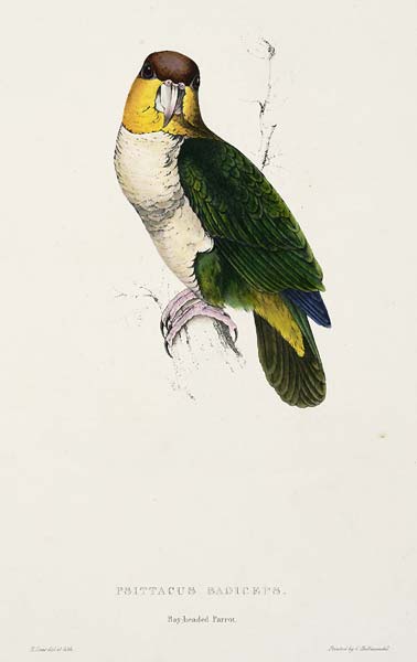 Pionites leucogaster Psittacus badiceps Bay headed parrot - Click Image to Close