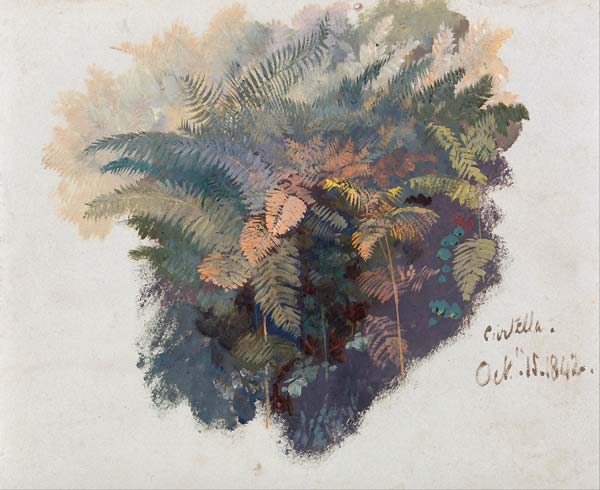 A Study of Ferns, Civitella - Click Image to Close