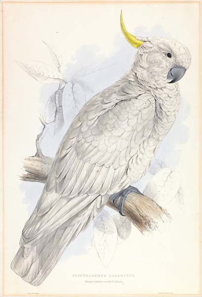 Plyctolophus Galeritus. Greater Sulphur crested Cockatoo. - Click Image to Close