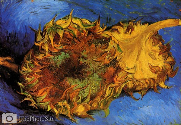 Two Cut Sunflowers Van Gogh - Click Image to Close