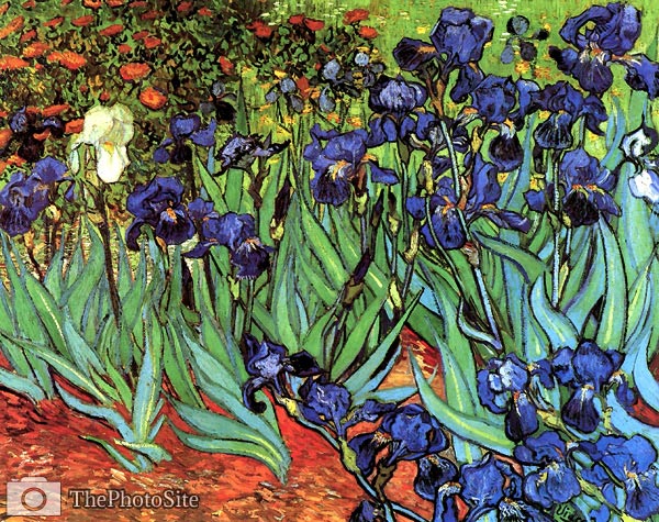 Irises 1889 Van Gogh - Click Image to Close