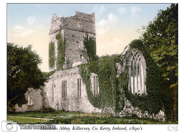 Muckross Abbey, Killarney, Co. Kenny, Ireland - Click Image to Close
