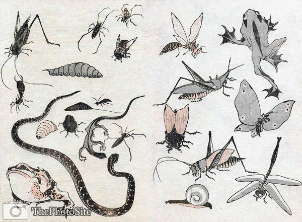 Spiders, snake, toads and ants Katsushika Hokusai - Click Image to Close