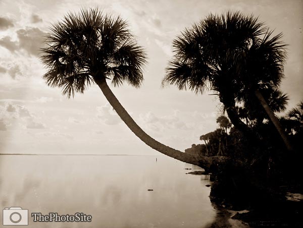 Palmettos near St. Sebastian Florida, Indian River - Click Image to Close