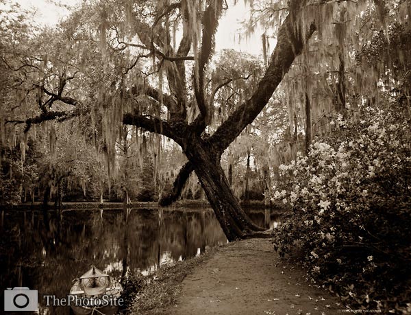 The Lake, Magnolia-on-the-Ashley, Spanish Moss Charleston 1907 - Click Image to Close