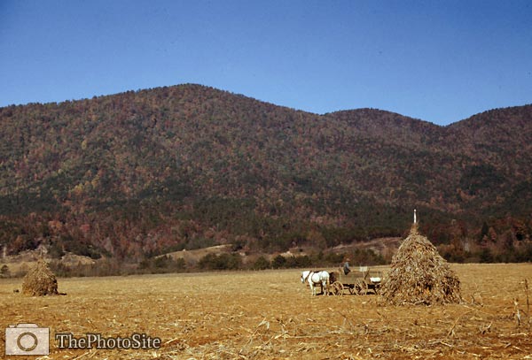 Cornshocks in mountain farm, Virginia 1940 - Click Image to Close