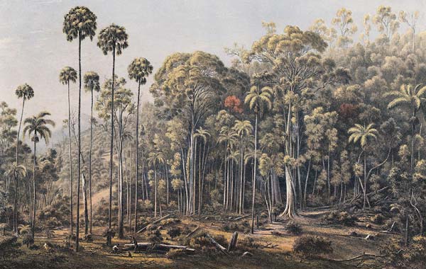 Cabbage Tree Forest, American Creek (NSW) - Click Image to Close