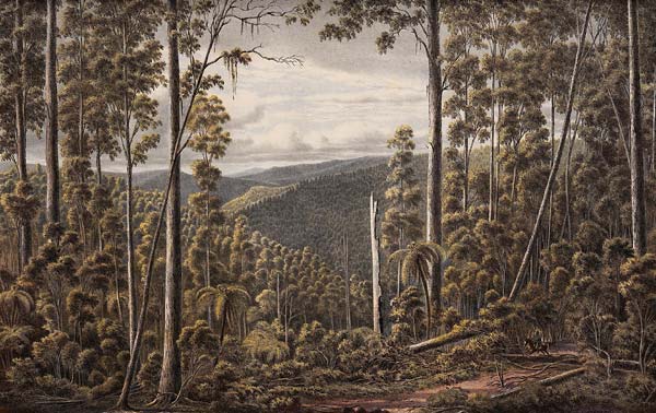 Forest, Cape Otway Ranges - Click Image to Close