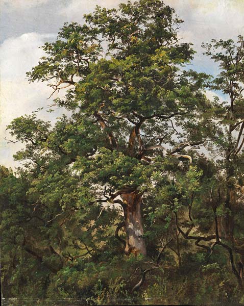 Oak tree - Click Image to Close