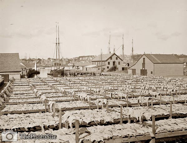 Drying out fish, Gloucester, Massachusetts 1906 - Click Image to Close
