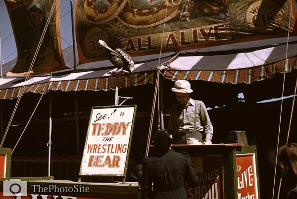 See Teddy the wrestling bear Vermont state fair 1941 - Click Image to Close