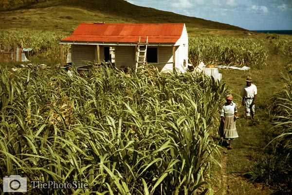 Puerto Rico, farmers outside their house - Click Image to Close