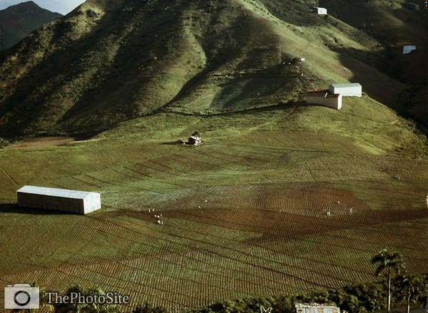 Cultivating tobacco, Puerto Rico vicinity of Cayey 1941 - Click Image to Close