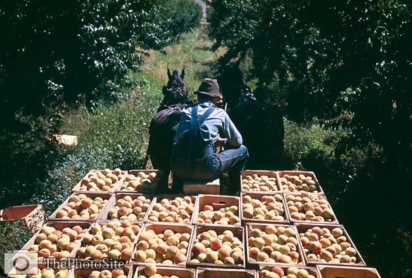 Crates of peaches collected from orchard, 1940 - Click Image to Close